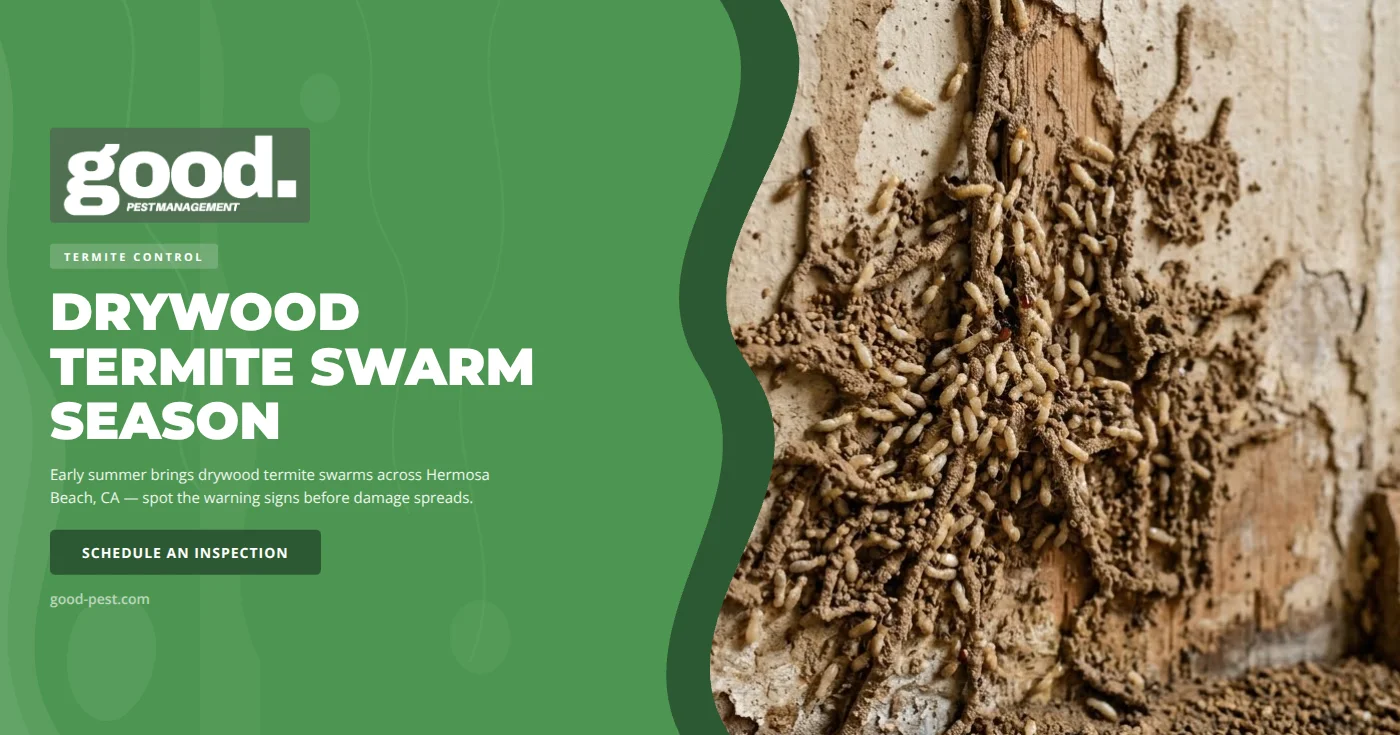 Drywood Termite Swarms in Hermosa Beach, CA: Early Summer Warning Signs