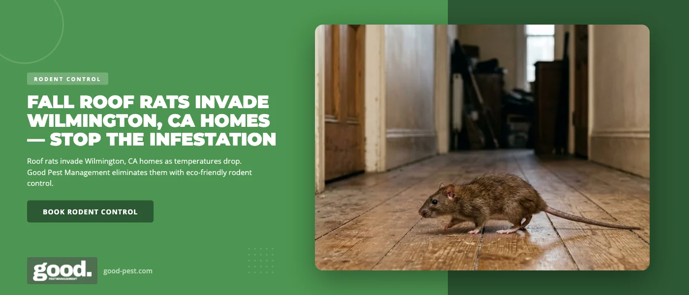 Why Fall Brings Roof Rats Into Wilmington, CA Homes — and How to Stop an Infestation