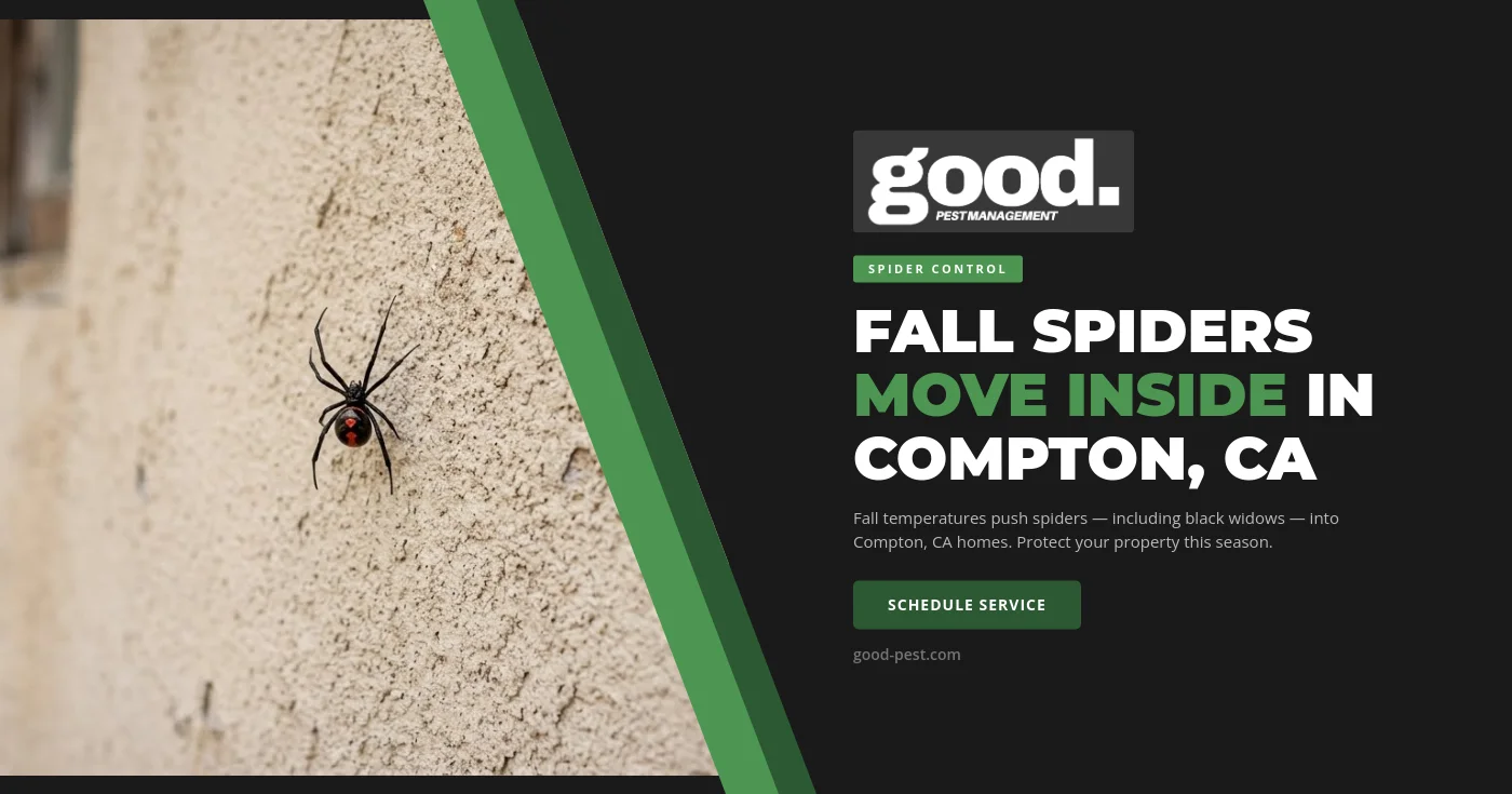 Black widow spider with red hourglass marking on an outdoor patio in Compton, CA, illustrating the fall season uptick in widow spider activity around Compton-area homes