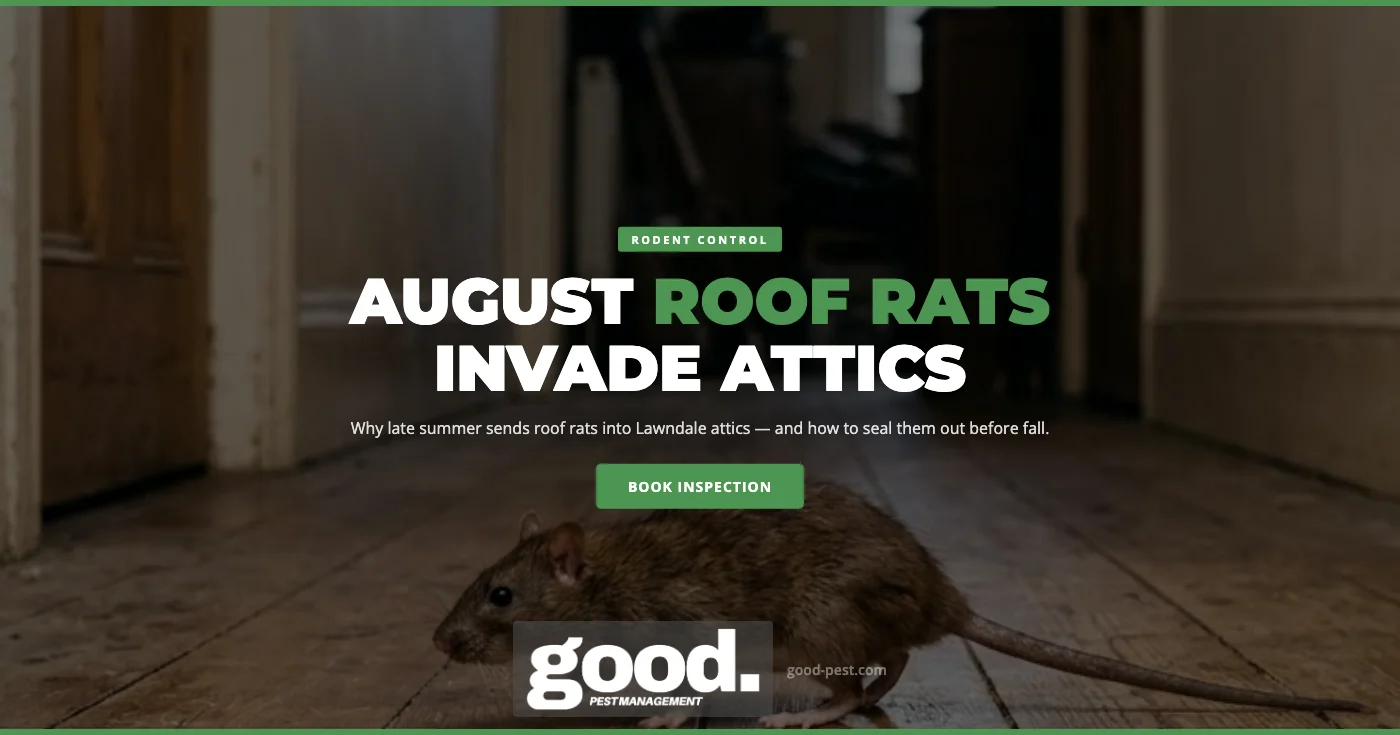 Why August Is When Roof Rats Start Moving Into Lawndale, CA Homes
