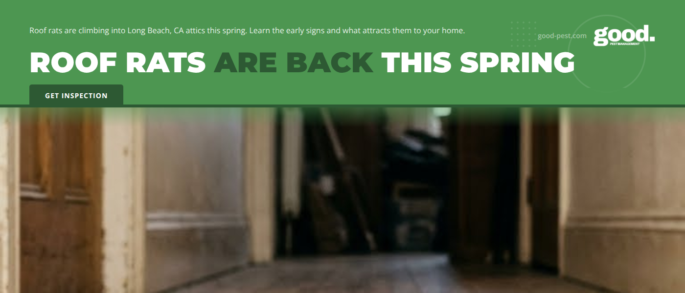 Spring Roof Rat Activity in Long Beach, CA: How to Spot Early Signs