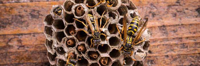 Wasp Control service in Torrence, CA