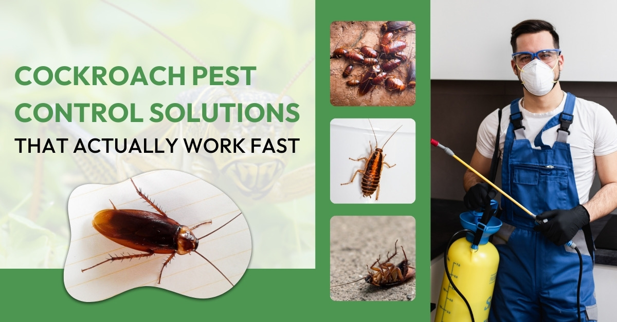 Cockroach Pest Control Solutions That Work Fast | Good Pest Management