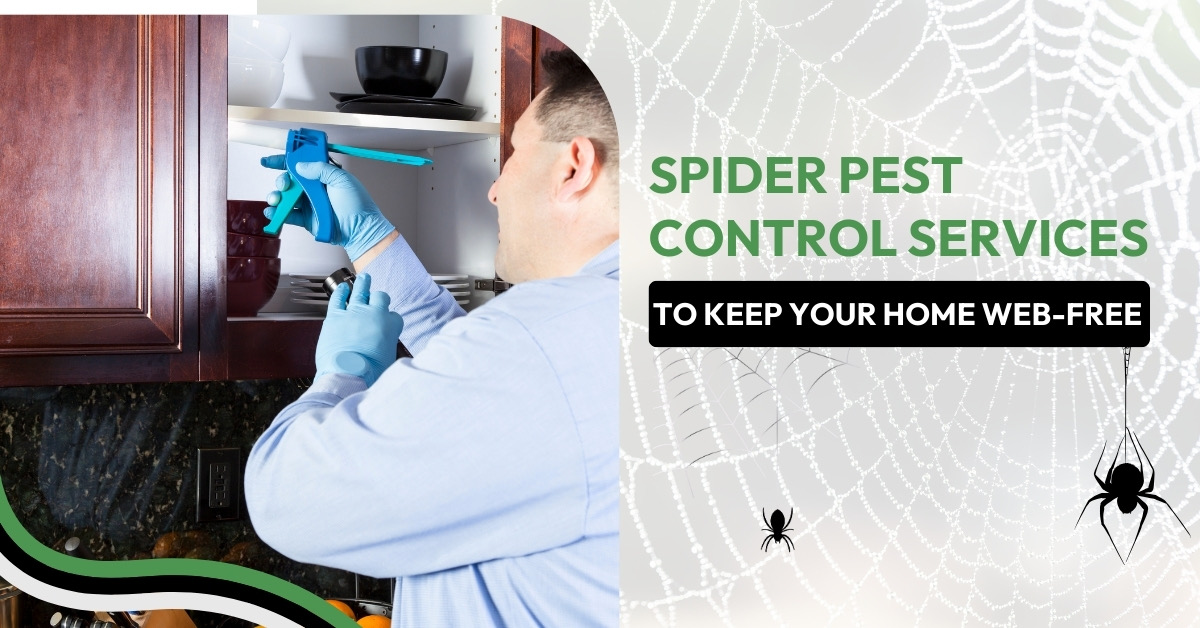 Spider Pest Control Services to Get Your Home Web-Free | Good Pest Management