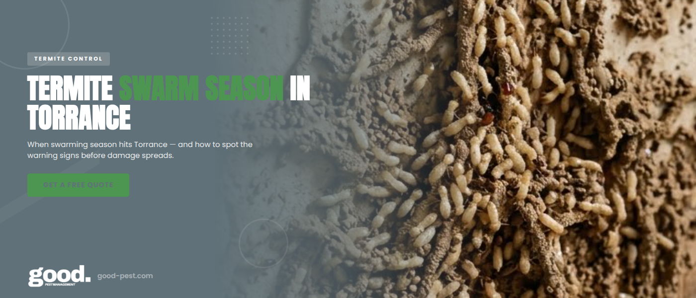 Termite Swarming Season in Torrance, CA - When to Watch | Good Pest Management