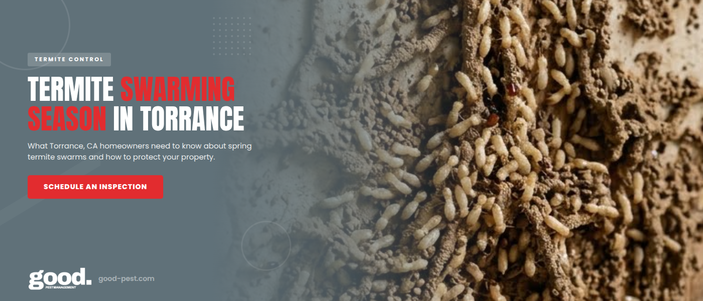 When Is Termite Swarming Season in Torrance, CA? | Good Pest Management