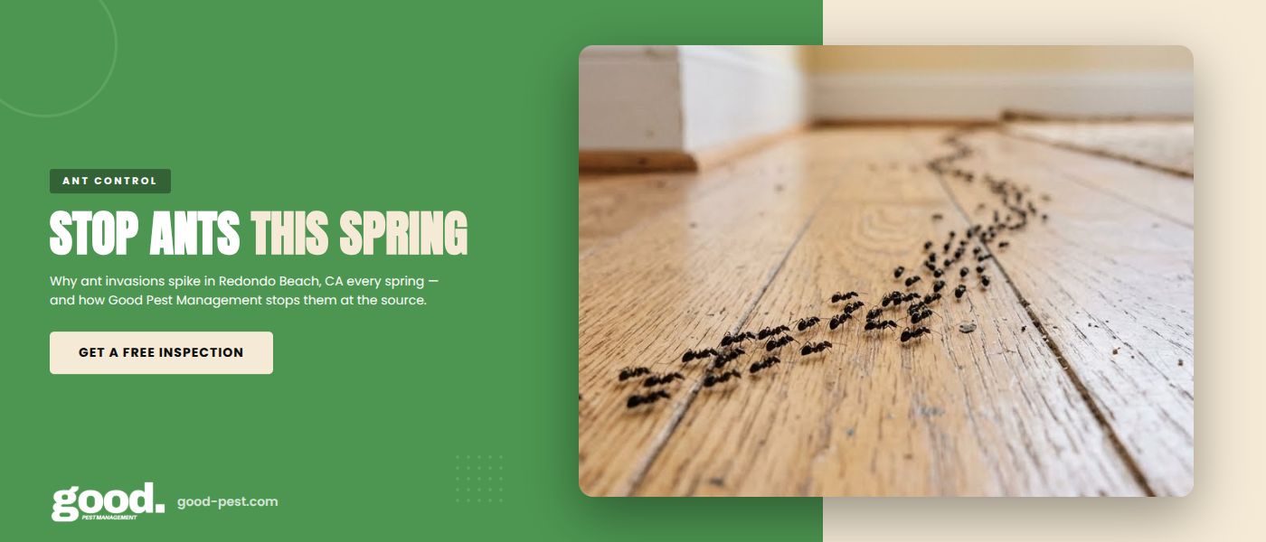 Why Ants Invade Redondo Beach, CA Homes in Spring and How to Stop Them | Good Pest Management